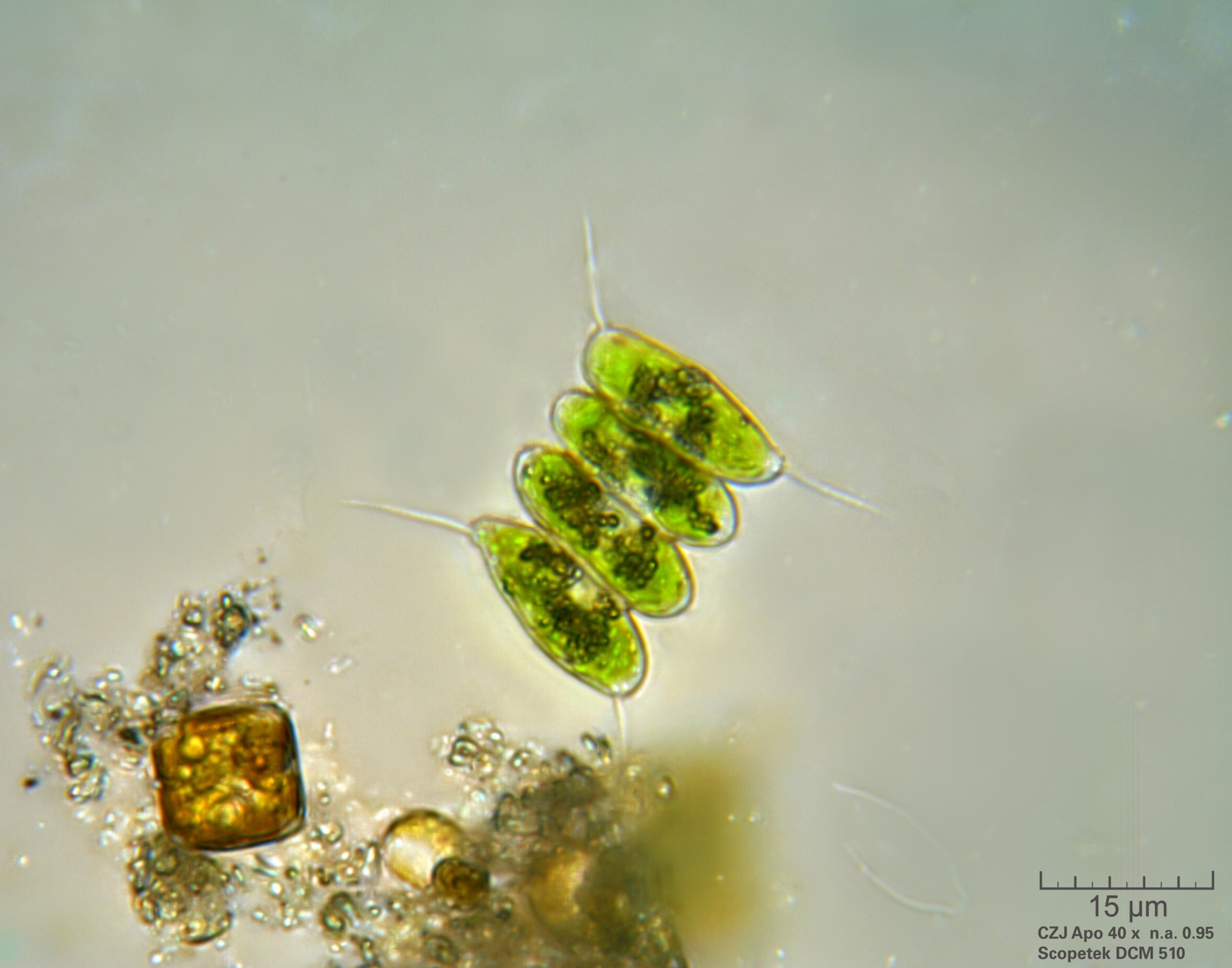 Scenedesmus